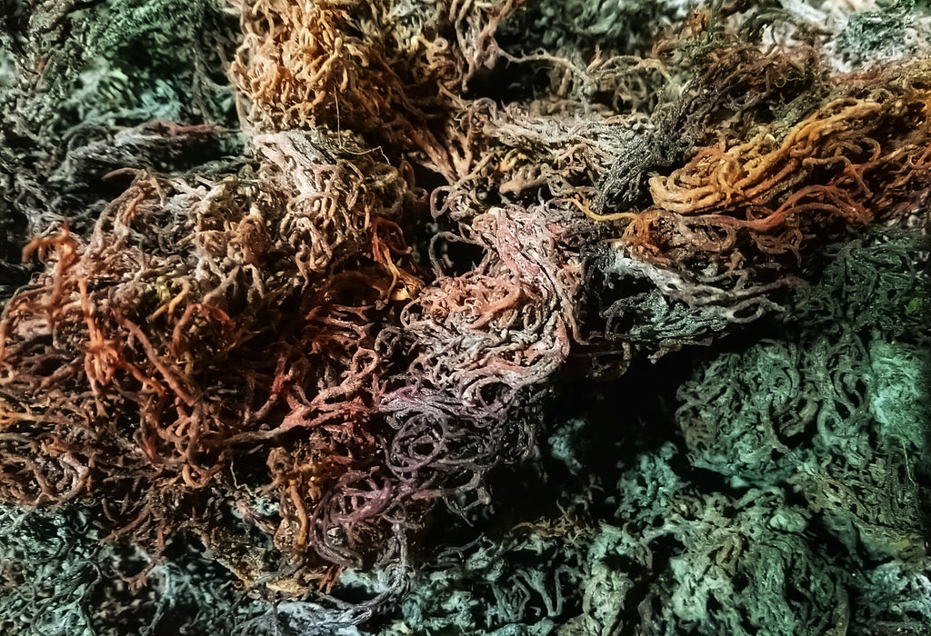 Purple Caribbean Sea Moss