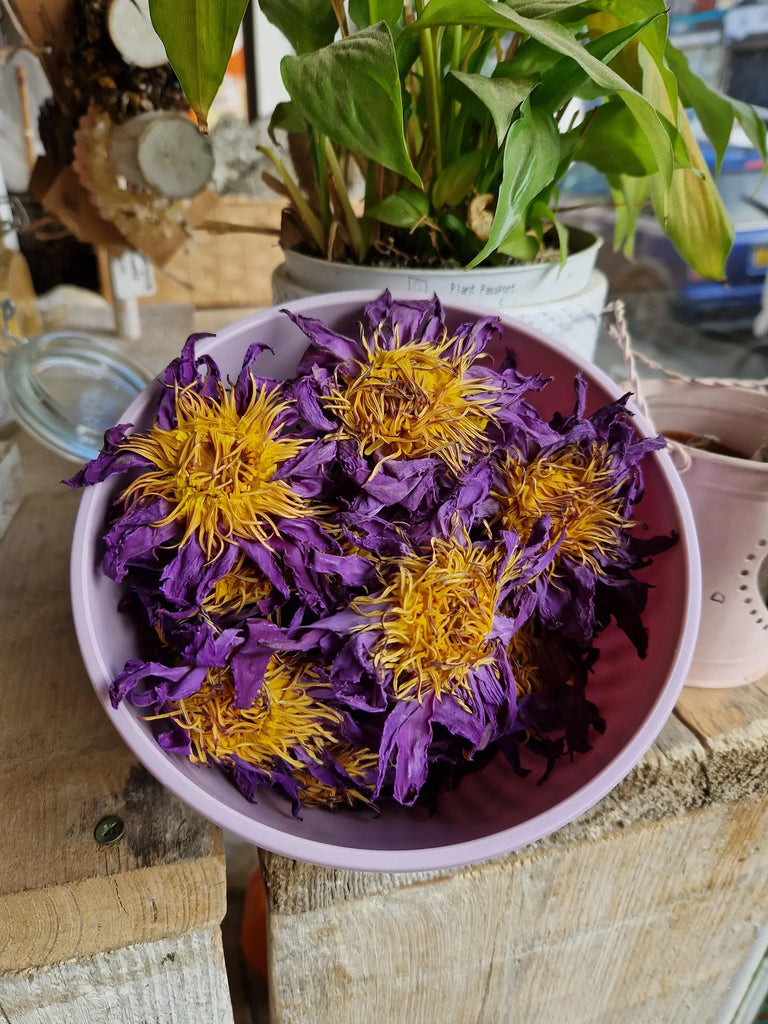 Blue Lotus - Organic