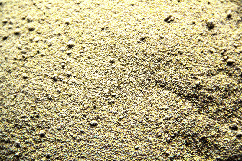 Astragalus Powder