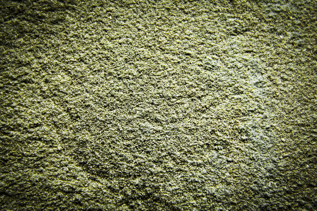 Hemp Powder (Organic)